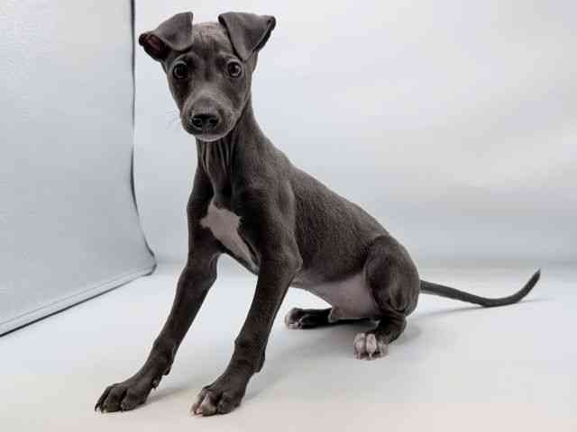 香川県のイタリアングレーハウンド (ひごペットフレンドリーゆめタウン高松店/2025年11月2日生まれ/男の子/ブルーホワイト)の子犬の3枚目の画像