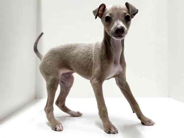 愛知県のイタリアングレーハウンド (ひごペットフレンドリーららぽーと名古屋みなとアクルス店/2025年11月2日生まれ/女の子/ブルーフォーンホワイト)の子犬の3枚目の画像