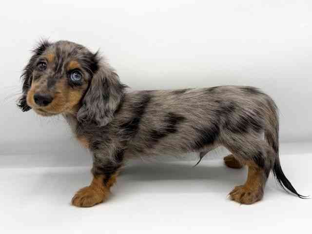 大阪府のカニンヘンダックスフンド(ロング) (ひごペットフレンドリーららぽーとEXPOCITY店/2025年11月1日生まれ/男の子/シルバーダップル)の子犬の3枚目の画像