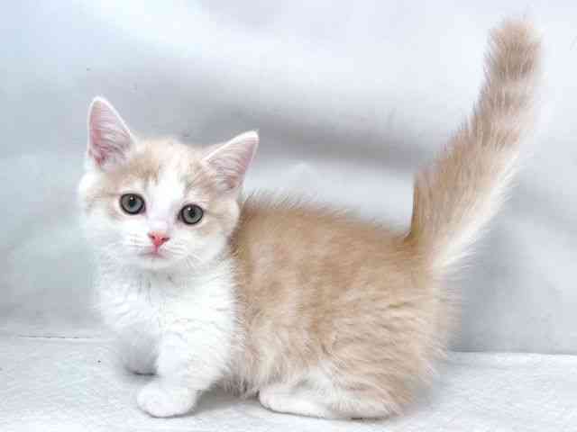 大阪府のマンチカン (ひごペットフレンドリー堺プラットプラット店/2025年10月28日生まれ/男の子/クリームタビーホワイト)の子猫の2枚目の画像