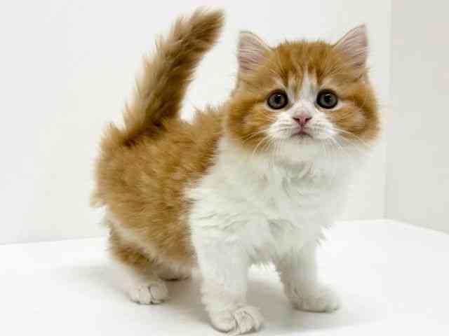 大阪府のスコティッシュフォールド (ひごペットフレンドリーくずはモール店/2025年10月29日生まれ/女の子/レッドタビーホワイト)の子猫の3枚目の画像