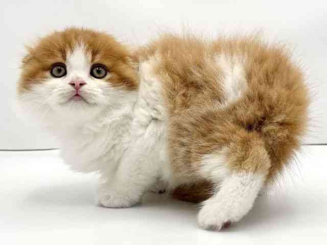 兵庫県のスコティッシュフォールド (ひごペットフレンドリークラウンパーク伊丹店/2025年10月29日生まれ/男の子/レッドタビーホワイト)の子猫の3枚目の画像