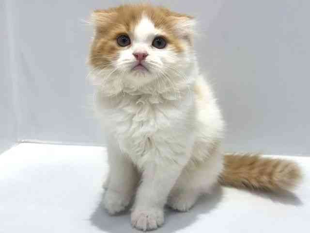 大阪府のスコティッシュフォールド (ひごペットフレンドリーセブンパーク天美店/2025年10月29日生まれ/男の子/レッドタビーホワイト)の子猫の3枚目の画像