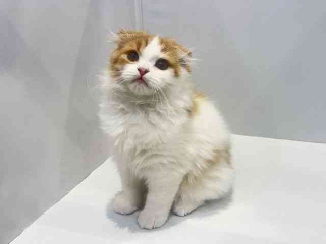 大阪府のスコティッシュフォールド (ひごペットフレンドリーセブンパーク天美店/2025年10月29日生まれ/男の子/レッドタビーホワイト)の子猫の3枚目の画像