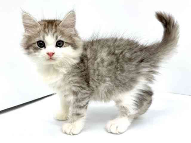 大阪府のサイベリアン (ひごペットフレンドリーイオンタウン茨木太田店/2025年10月29日生まれ/男の子/シルバータビーホワイト)の子猫の3枚目の画像