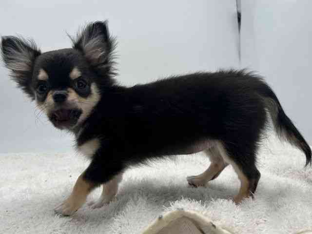 島根県のチワワ(ロング) (ひごペットフレンドリーイオンモール出雲店/2025年11月1日生まれ/女の子/ブラッククリーム)の子犬の3枚目の画像