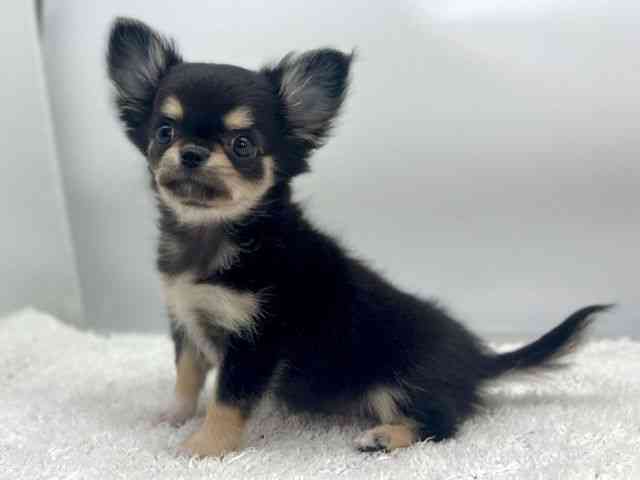 島根県のチワワ(ロング) (ひごペットフレンドリーイオンモール出雲店/2025年11月1日生まれ/女の子/ブラッククリーム)の子犬の3枚目の画像