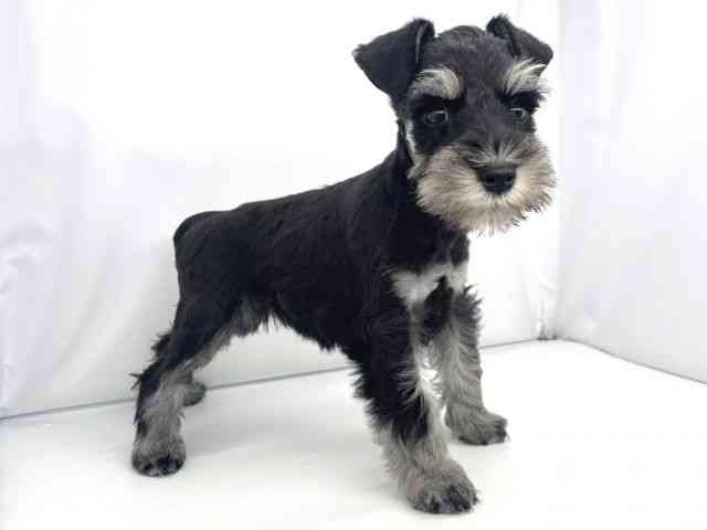 兵庫県のミニチュアシュナウザー (ひごペットフレンドリーイオンタウン加古川店/2025年11月1日生まれ/女の子/ブラックシルバー)の子犬の3枚目の画像