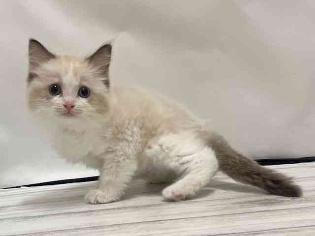和歌山県のラグドール (ひごペットフレンドリーパームシティ和歌山店/2025年11月2日生まれ/女の子/シールポイントバイカラー)の子猫の2枚目の画像
