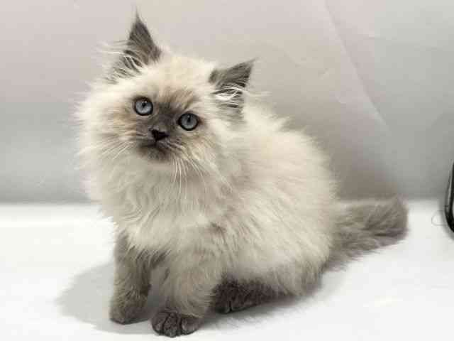 京都府のヒマラヤン (ひごペットフレンドリー京都店/2025年11月2日生まれ/男の子/ブルーポイント)の子猫の3枚目の画像