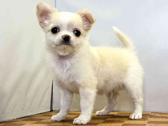 愛媛県のチワワ(ロング) (ひごペットフレンドリーエミフルMASAKI店/2025年11月1日生まれ/男の子/クリームホワイト)の子犬の3枚目の画像