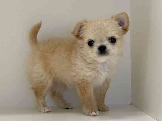 兵庫県のチワワ(ロング) (ひごペットフレンドリーイトーヨーカドー明石店/2025年11月2日生まれ/女の子/クリーム)の子犬の3枚目の画像