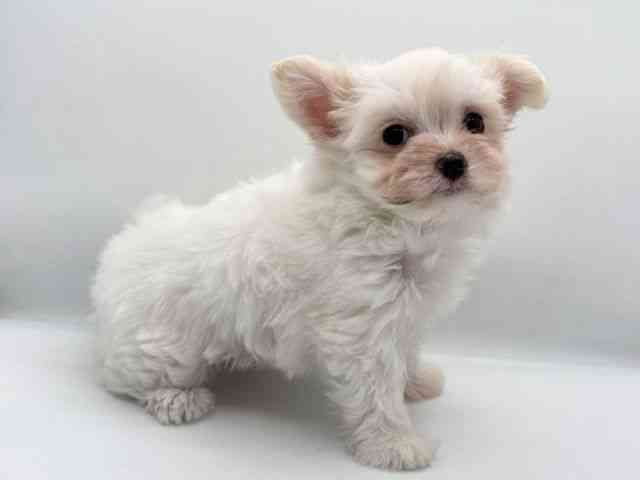 島根県のチワマル/マルチワ(チワワ×マルチーズ) (ひごペットフレンドリーイオン松江ショッピングセンター店/2025年10月31日生まれ/女の子/クリーム)の子犬の3枚目の画像