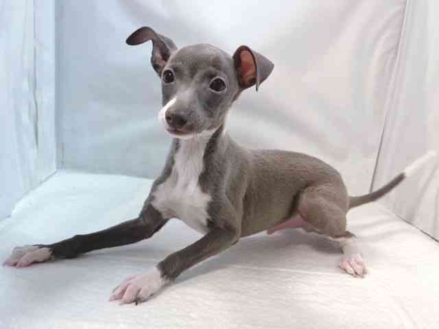 大阪府のイタリアングレーハウンド (ひごペットフレンドリー堺プラットプラット店/2025年11月1日生まれ/男の子/ブルーホワイトマーキングス)の子犬の3枚目の画像