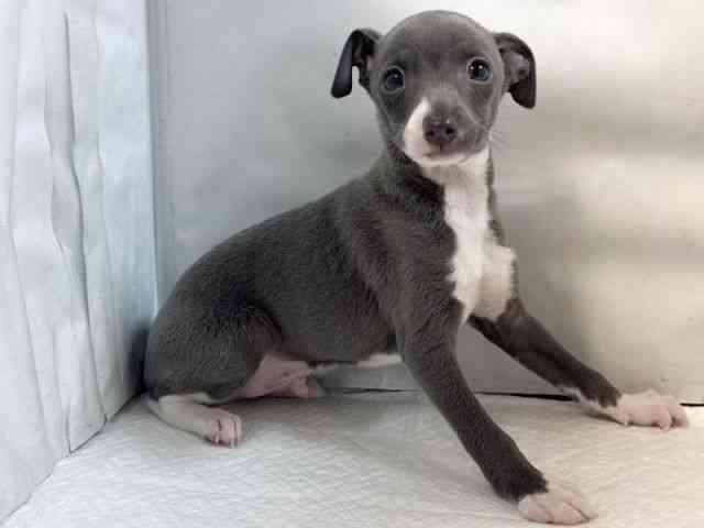 大阪府のイタリアングレーハウンド (ひごペットフレンドリー堺プラットプラット店/2025年11月1日生まれ/男の子/ブルーホワイトマーキングス)の子犬の3枚目の画像