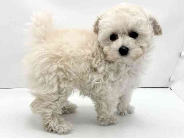 兵庫県のトイプードル(トイ) (ひごペットフレンドリークラウンパーク伊丹店/2025年11月2日生まれ/女の子/ホワイト)の子犬の3枚目の画像