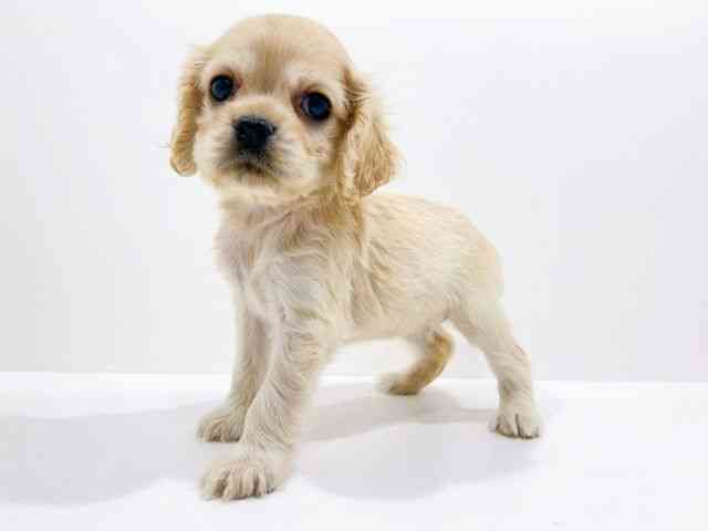 広島県のアメリカンコッカースパニエル (ひごペットフレンドリーフジグラン神辺店/2025年11月2日生まれ/女の子/バフ)の子犬の3枚目の画像