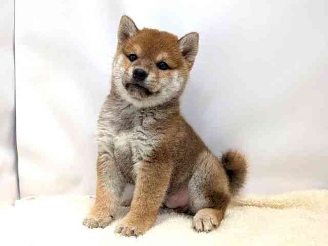 広島県の柴犬(標準サイズ) (ひごペットフレンドリーゆめタウン廿日市店/2025年10月25日生まれ/男の子/赤)の子犬の3枚目の画像