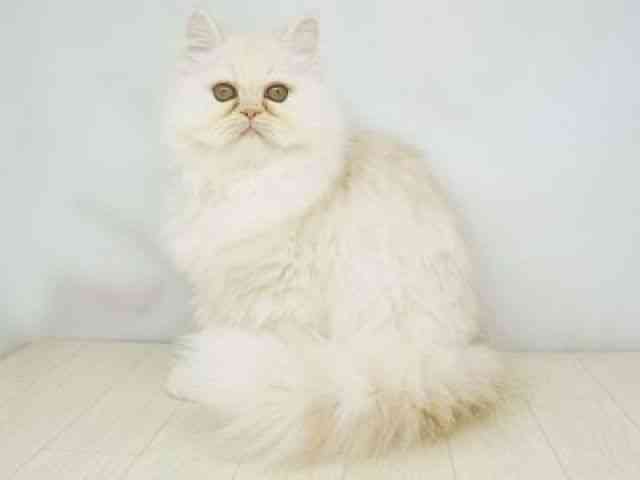 福岡県のエキゾチック (ひごペットフレンドリーゆめタウン筑紫野店/2025年10月25日生まれ/男の子/クリーム)の子猫の3枚目の画像