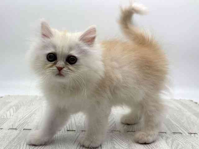 島根県のエキゾチック (ひごペットフレンドリーイオンモール出雲店/2025年10月25日生まれ/男の子/クリーム)の子猫の3枚目の画像