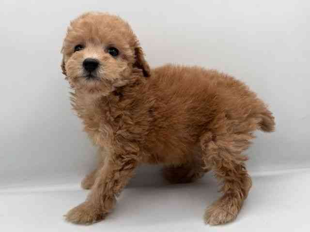 島根県のトイプードル(トイ) (ひごペットフレンドリーイオン松江ショッピングセンター店/2025年11月2日生まれ/女の子/オレンジフォーン)の子犬の3枚目の画像