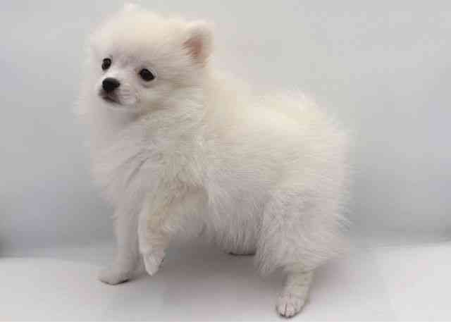 島根県のポメラニアン (ひごペットフレンドリーイオン松江ショッピングセンター店/2025年11月2日生まれ/女の子/クリーム)の子犬の3枚目の画像