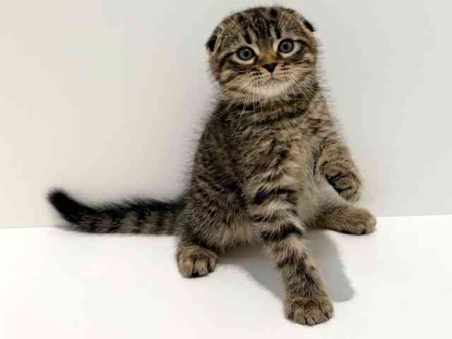 大阪府のスコティッシュフォールド (ひごペットフレンドリーイオン高槻店/2025年11月1日生まれ/男の子/ブラウンタビー)の子猫の3枚目の画像