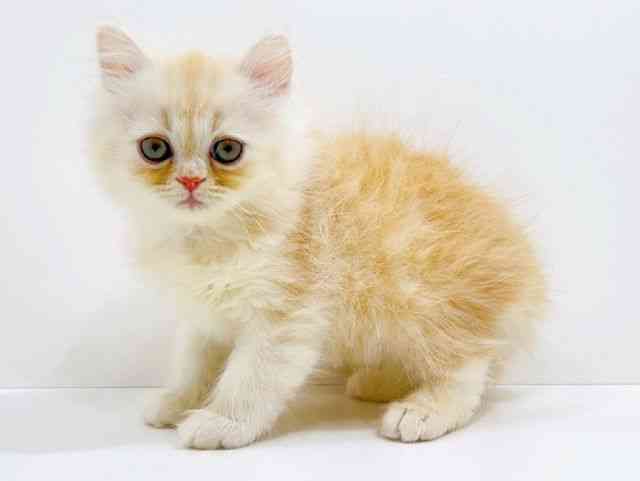 広島県のエキゾチック (ひごペットフレンドリーフジグラン神辺店/2025年10月25日生まれ/男の子/クリームタビー)の子猫の3枚目の画像