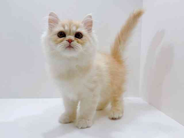 広島県のエキゾチック (ひごペットフレンドリーフジグラン神辺店/2025年10月25日生まれ/男の子/クリームタビー)の子猫の3枚目の画像