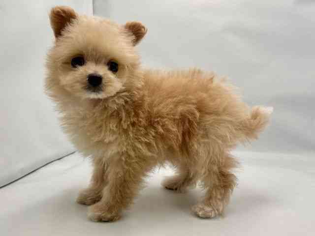 大阪府のポメプー(ポメラニアン×プードル) (ひごペットフレンドリー東淀川店/2025年10月27日生まれ/男の子/クリーム)の子犬の3枚目の画像