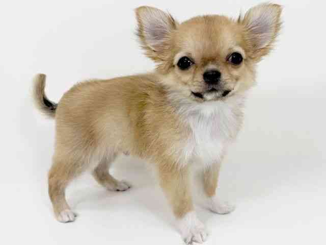 京都府のチワワ(ロング) (ひごペットフレンドリーイズミヤショッピングセンター八幡店/2025年10月28日生まれ/男の子/レッドセーブルホワイト)の子犬の3枚目の画像