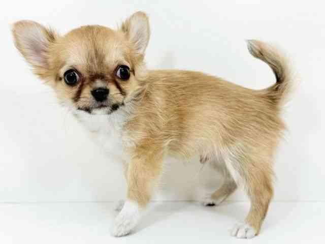 京都府のチワワ(ロング) (ひごペットフレンドリーイズミヤショッピングセンター八幡店/2025年10月28日生まれ/男の子/レッドセーブルホワイト)の子犬の3枚目の画像