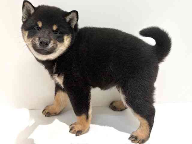 大阪府の柴犬(標準サイズ) (ひごペットフレンドリーイオン高槻店/2025年11月2日生まれ/女の子/黒)の子犬の3枚目の画像