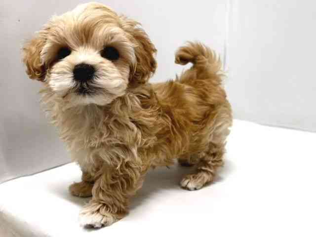 奈良県のマルプー(マルチーズ×プードル) (ひごペットフレンドリー奈良パワーシティ店/2025年11月1日生まれ/男の子/アプリコット)の子犬の3枚目の画像