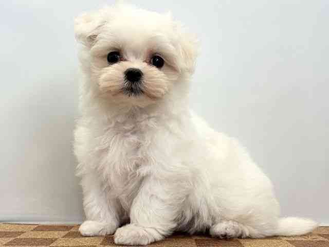 愛媛県のマルチーズ (ひごペットフレンドリーエミフルMASAKI店/2025年11月1日生まれ/男の子/ホワイト)の子犬の3枚目の画像