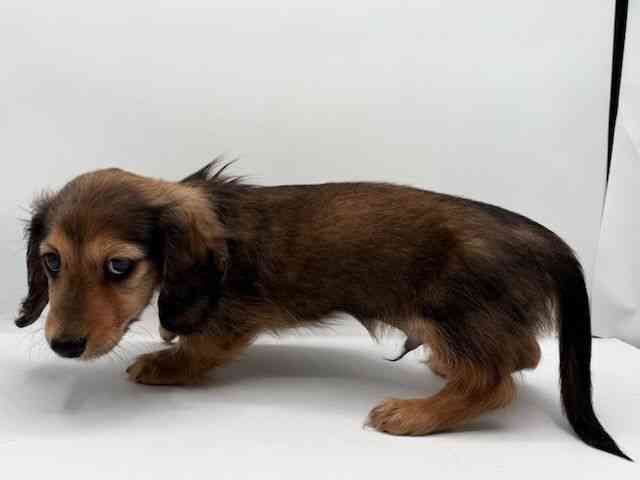 島根県のミニチュアダックスフンド(ロング) (ひごペットフレンドリーイオン松江ショッピングセンター店/2025年11月1日生まれ/男の子/レッド)の子犬の3枚目の画像