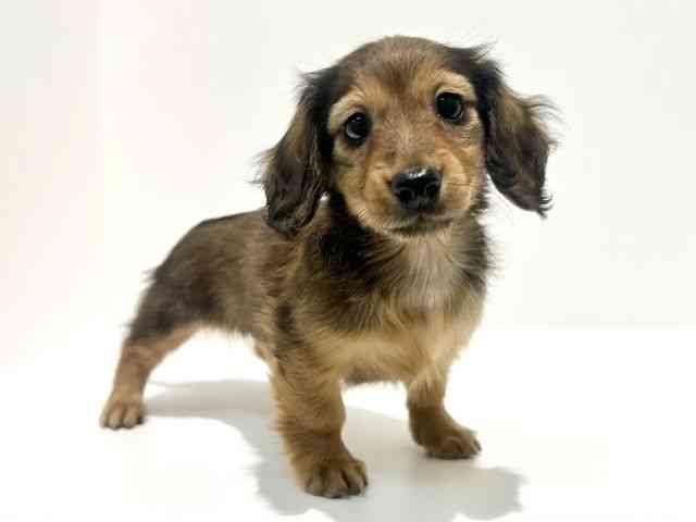 大阪府のミニチュアダックスフンド(ロング) (ひごペットフレンドリーイオン高槻店/2025年11月1日生まれ/女の子/レッド)の子犬の3枚目の画像