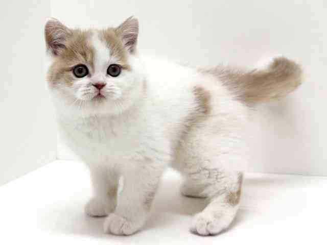 大阪府のフォールデックス (ひごペットフレンドリーくずはモール店/2025年11月1日生まれ/男の子/クリームホワイト)の子猫の3枚目の画像