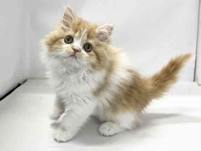 愛媛県のラガマフィン (ひごペットフレンドリーイオンモール今治新都市店/2025年10月24日生まれ/女の子/レッドタビーホワイト)の子猫の3枚目の画像