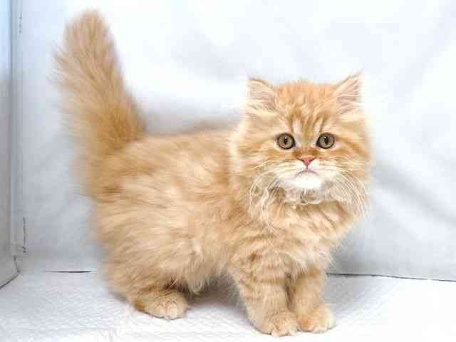 大阪府のスコティッシュフォールド (ひごペットフレンドリー堺プラットプラット店/2025年11月3日生まれ/男の子/レッドタビー)の子猫の3枚目の画像