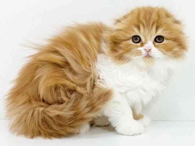 京都府のスコティッシュフォールド (ひごペットフレンドリーイズミヤショッピングセンター八幡店/2025年10月30日生まれ/女の子/レッドタビーホワイト)の子猫の3枚目の画像