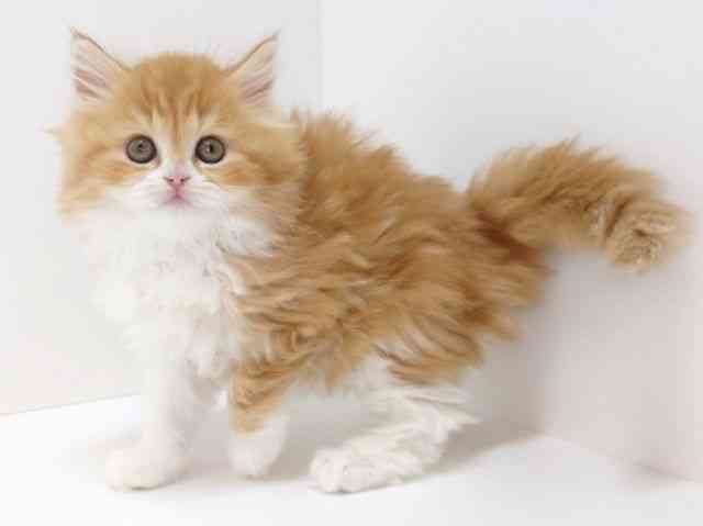 大阪府のスコティッシュフォールド (ひごペットフレンドリーいこらもーる泉佐野店/2025年10月30日生まれ/女の子/レッドタビーホワイト)の子猫の3枚目の画像