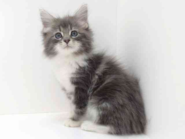 大阪府のノルウェージャンフォレストキャット (ひごペットフレンドリーいこらもーる泉佐野店/2025年10月25日生まれ/男の子/ブルータビーホワイト)の子猫の3枚目の画像