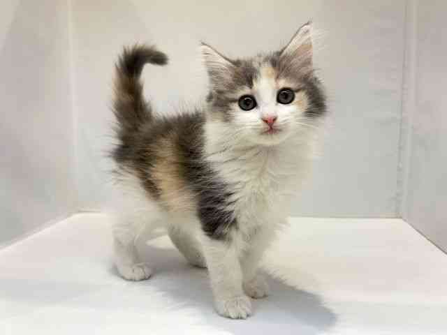 大阪府のノルウェージャンフォレストキャット (ひごペットフレンドリーセブンパーク天美店/2025年10月25日生まれ/女の子/ダイリュートキャリコ)の子猫の3枚目の画像