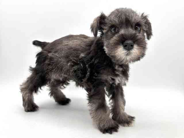 奈良県のミニチュアシュナウザー (ひごペットフレンドリー田原本店/2025年11月3日生まれ/女の子/ソルトペッパー)の子犬の3枚目の画像