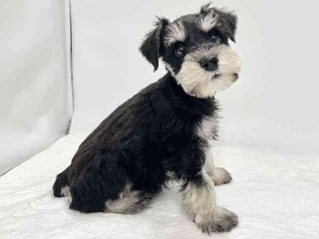 高知県のミニチュアシュナウザー (ひごペットフレンドリーイオンモール高知店/2025年11月3日生まれ/男の子/ブラックシルバー)の子犬の3枚目の画像