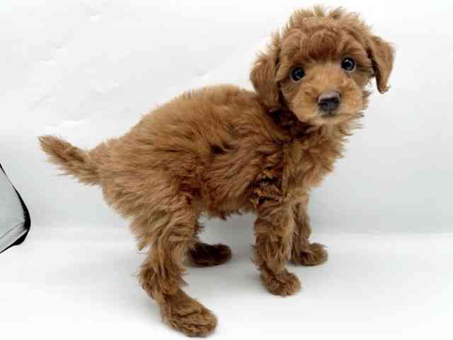 奈良県のトイプードル(トイ) (ひごペットフレンドリートナリエ大和高田店/2025年11月3日生まれ/女の子/レッド)の子犬の3枚目の画像