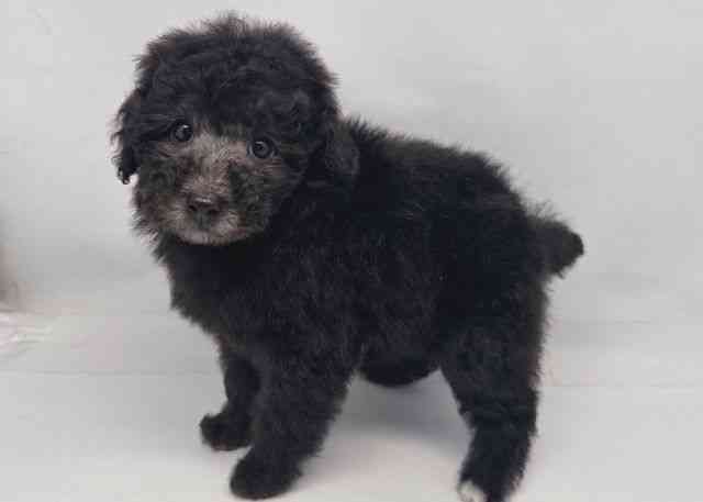 鳥取県のトイプードル(トイ) (ひごペットフレンドリーイオンモール鳥取北店/2025年11月3日生まれ/女の子/シルバー)の子犬の3枚目の画像