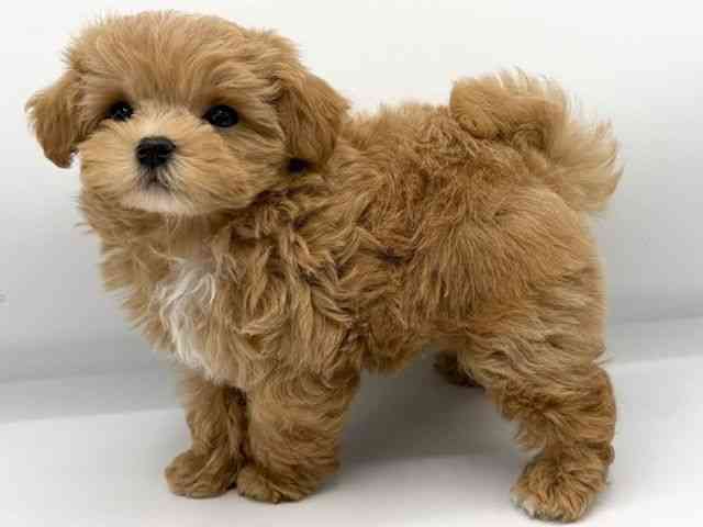 大阪府のハーフ犬・ミックス犬 (ひごペットフレンドリーららぽーとEXPOCITY店/2025年11月2日生まれ/男の子/アプリコット)の子犬の3枚目の画像