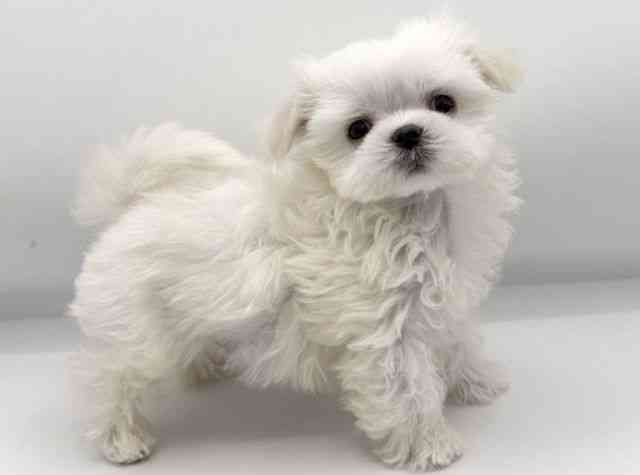 大阪府のマルチーズ (ひごペットフレンドリーららぽーとEXPOCITY店/2025年11月3日生まれ/男の子/ホワイト)の子犬の3枚目の画像